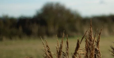 agriculture husk