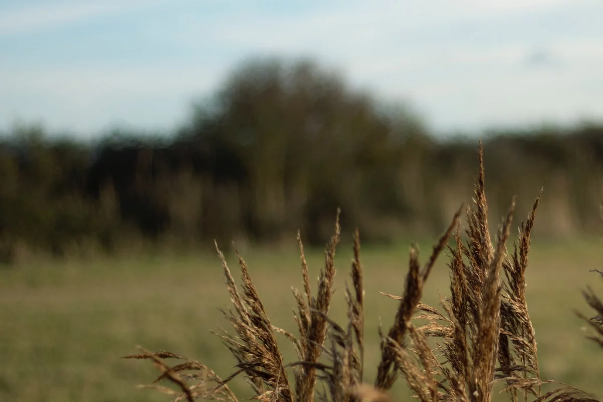 agriculture husk