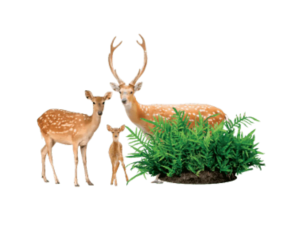 %Indowud - NFC board % 2 deer - Indowud